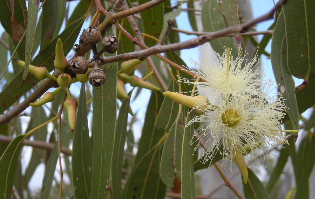 eucalyptus australian