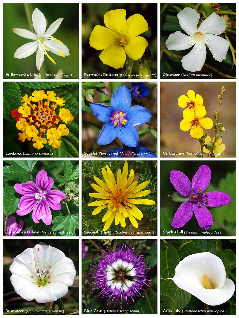 Types of flowers available in Australia