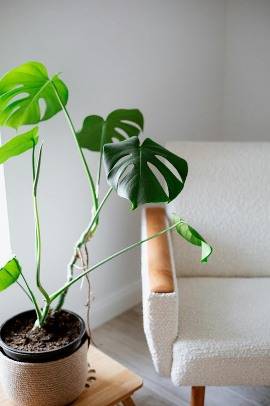 Monstera Indoor Plant