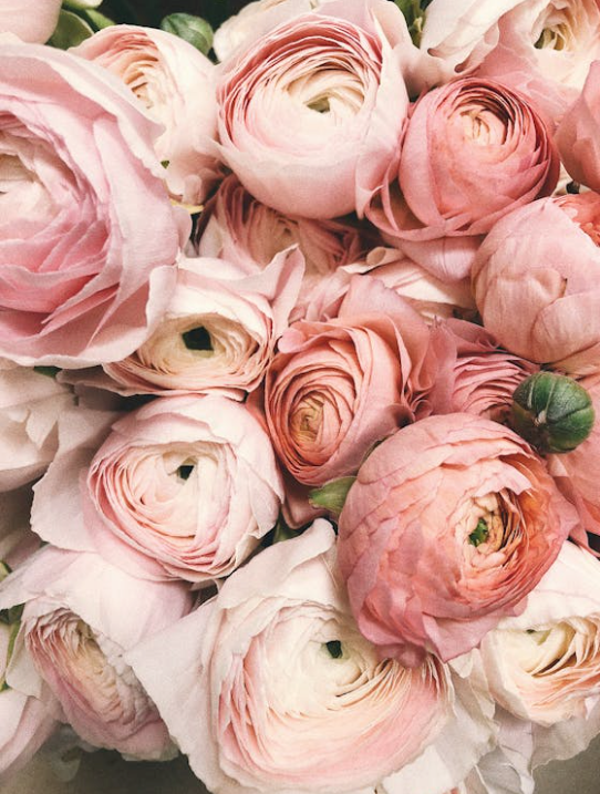 Pink Roses Bouquet
