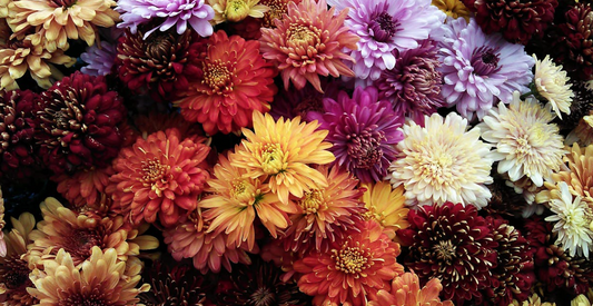 Wildflower Chrysanthemums