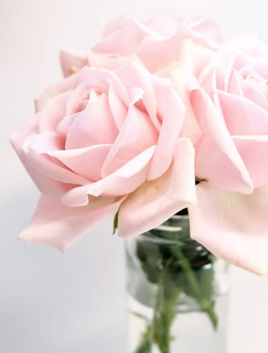 Pink Roses (small)